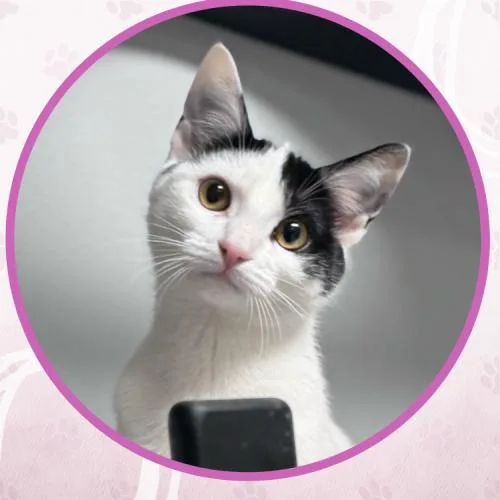 Guinnevere thumbnail 4