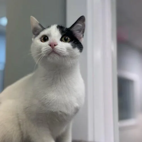 Guinnevere thumbnail 5