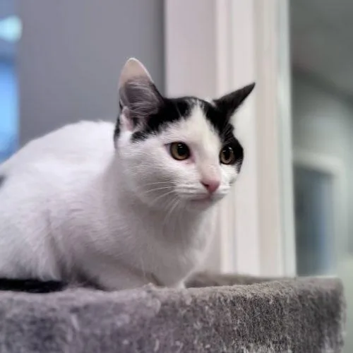 Guinnevere thumbnail 6