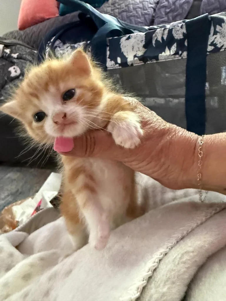 A baby small-sized male Domestic Short Hair cat named Sunny Side Menace for adoption in Newnan, GA