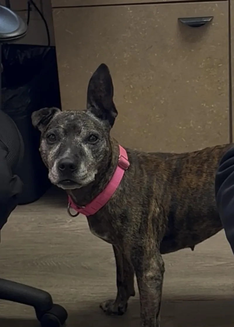 A senior medium-sized female Mixed Breed dog named Sasha for adoption in Conway, SC
