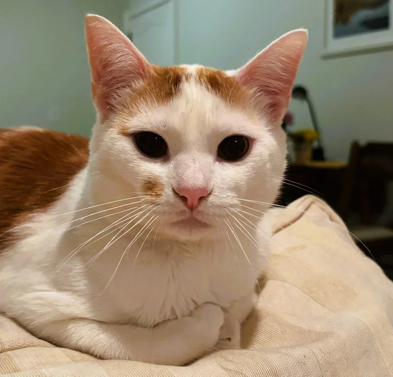 A young medium-sized male Orange & White Domestic Short Hair cat named Flynn bonded to Blaze for adoption in Nolensville, TN