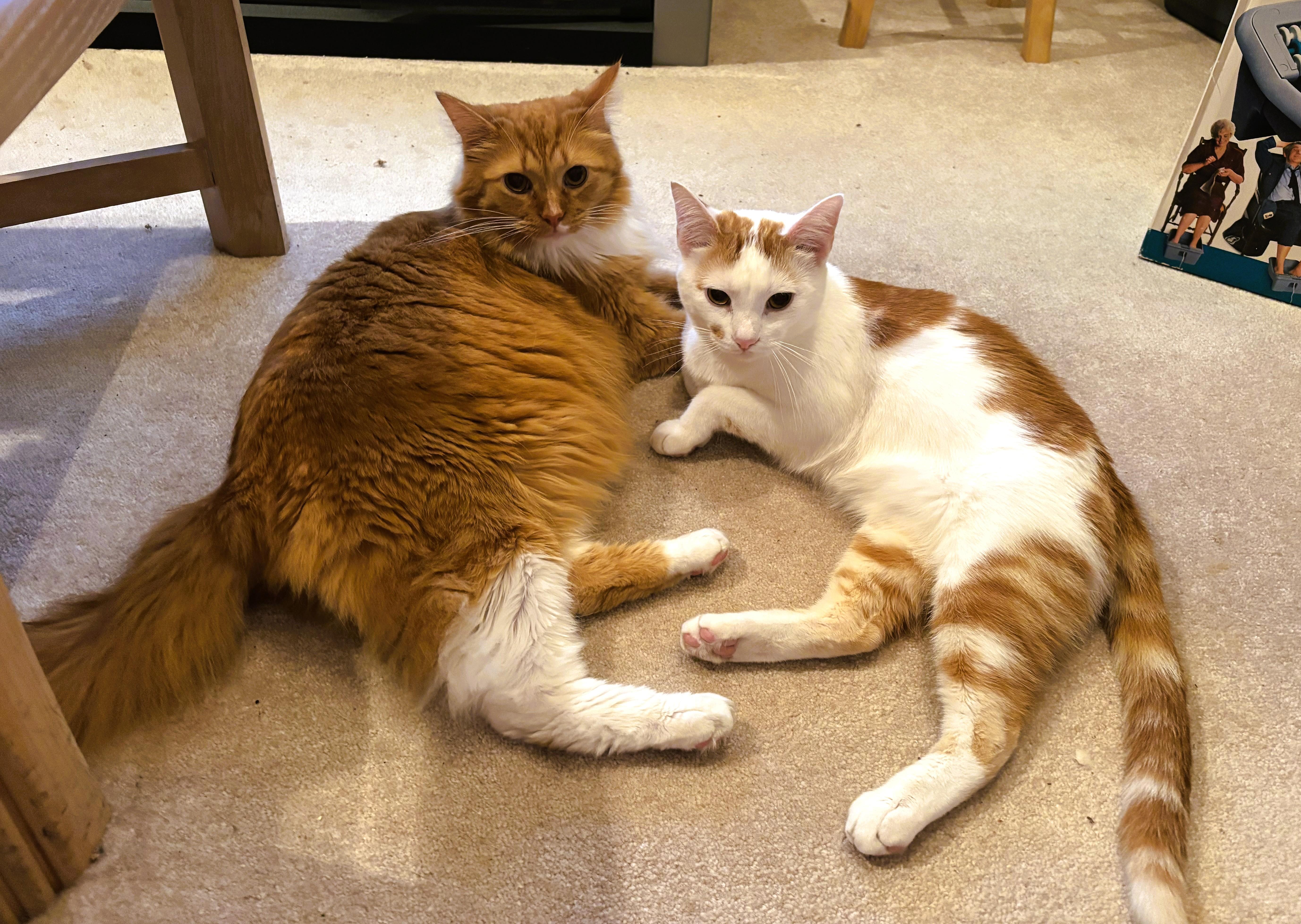 Flynn bonded to Blaze thumbnail 2