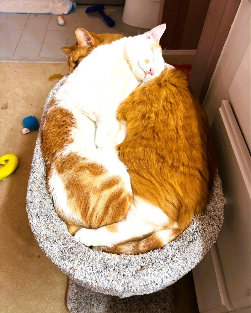 Flynn bonded to Blaze thumbnail 3