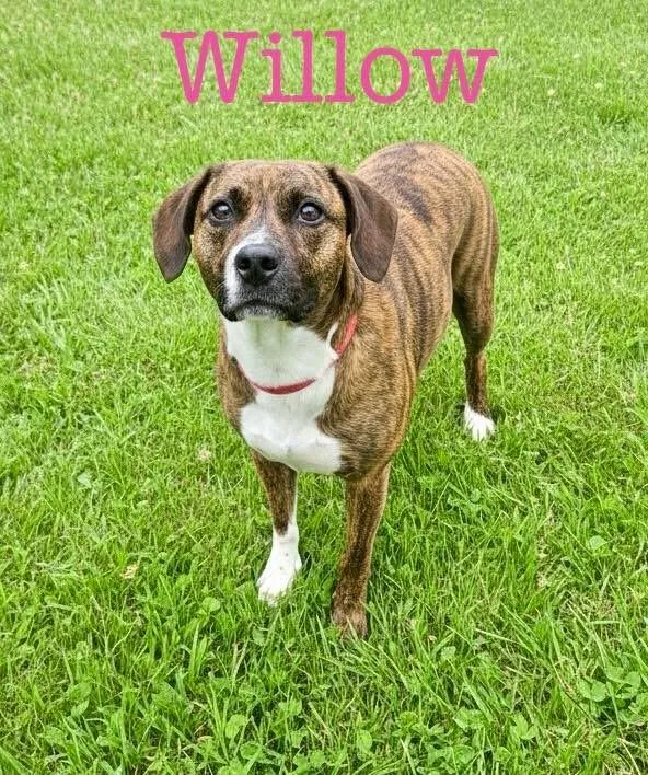 A young medium-sized female Brindle Mixed Breed dog named Willow for adoption in Semmes, AL