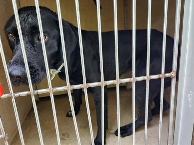 A young medium-sized female Labrador Retriever dog named Shakira for adoption in Huntsville, AL
