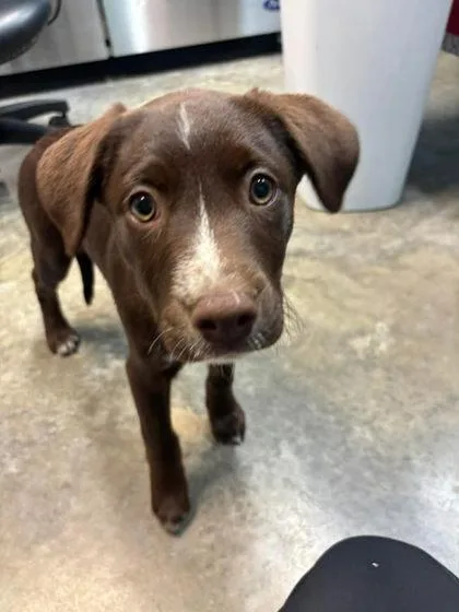 A baby large-sized female Labrador Retriever dog named Dosido for adoption in Paducah, KY