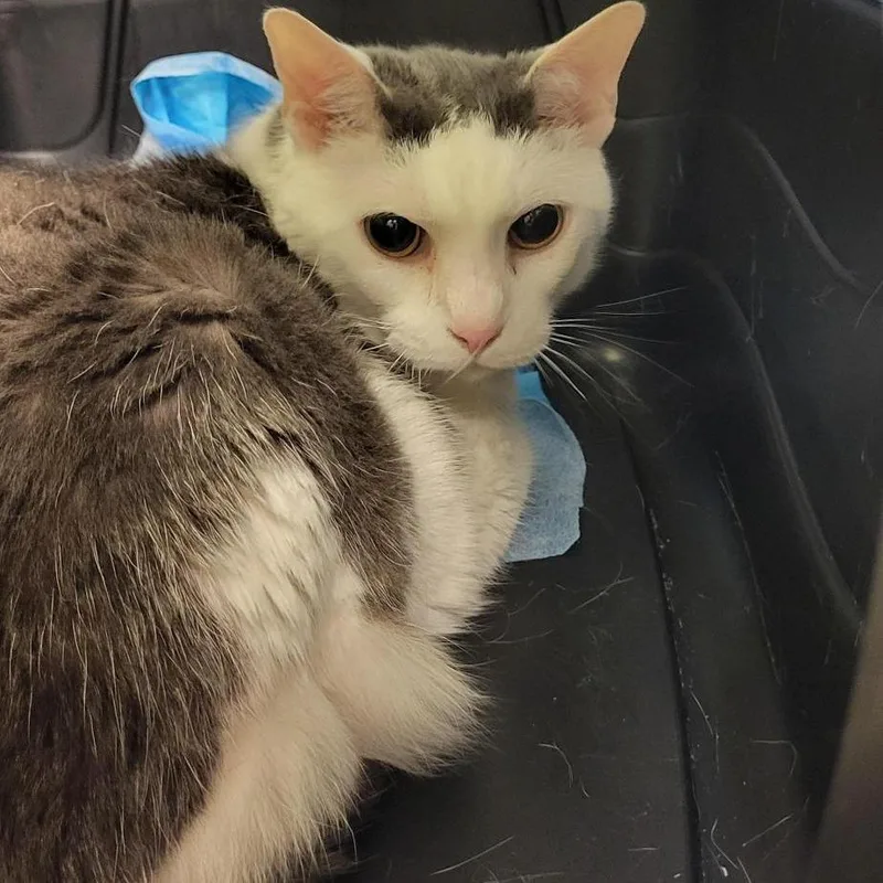 A senior large-sized female White Domestic Short Hair cat named Sissy for adoption in New Fairfield, CT