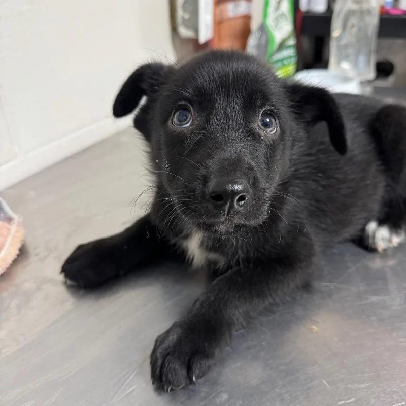 A baby medium-sized male Hound dog named Pawsage for adoption in Portland, ME