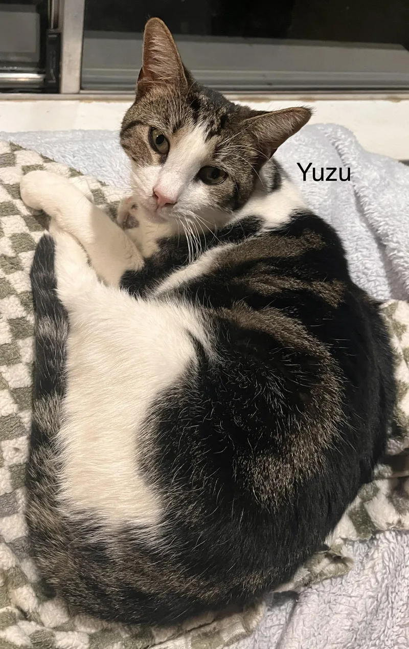 Yuzu thumbnail 3