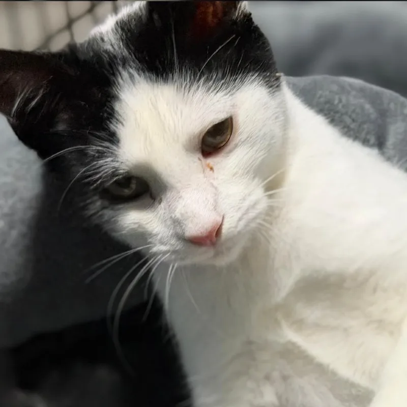 A young small-sized female White Domestic Short Hair cat named Jane Martinez for adoption in Merrifield, VA