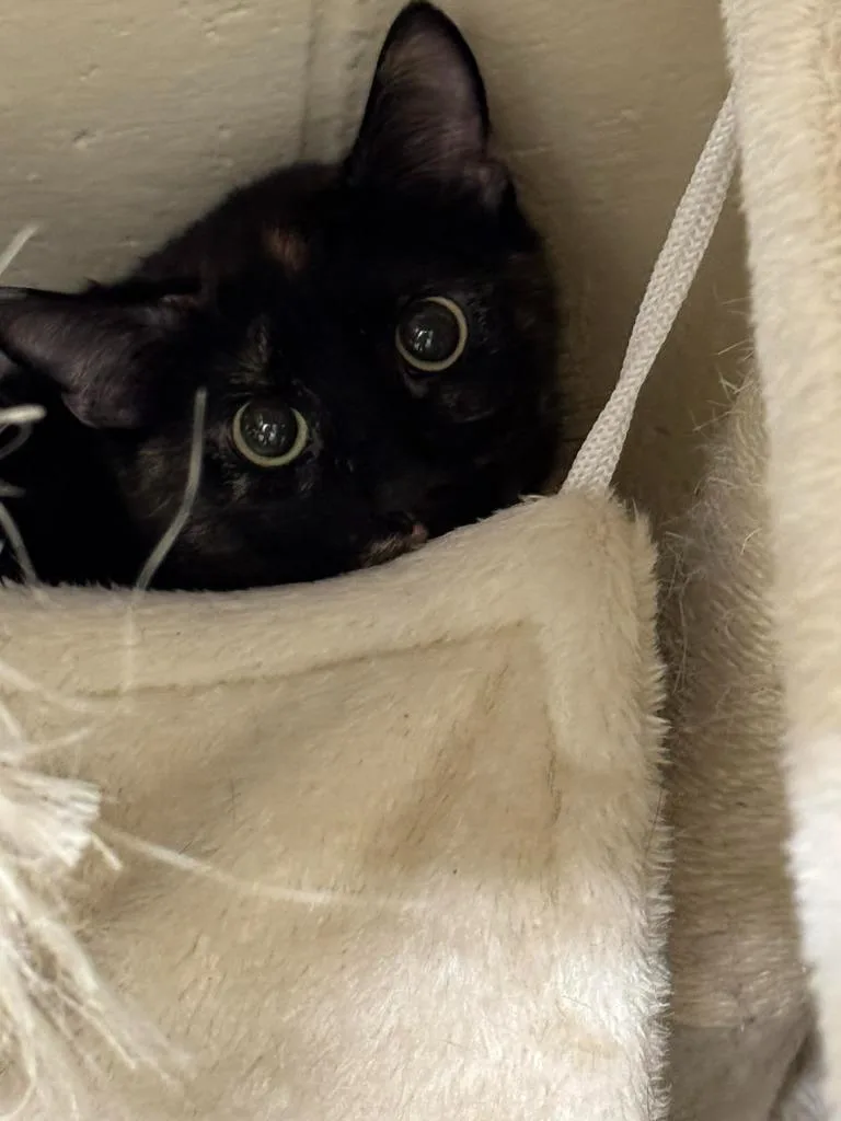 A young medium-sized female Domestic Short Hair cat named Serenity for adoption in Boone, IA