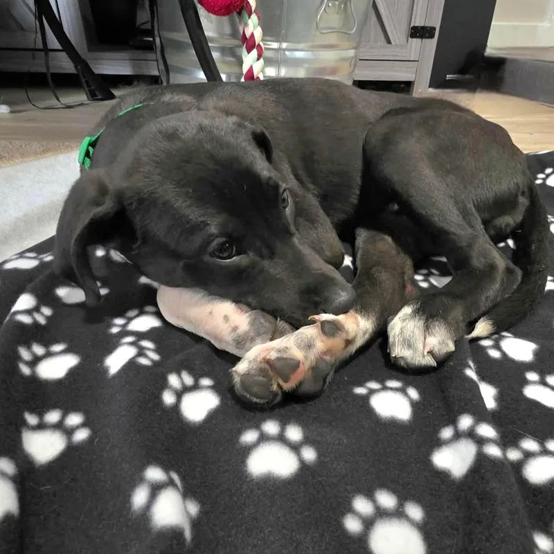 Rex