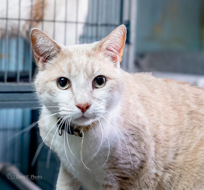 Thumper  Cchs thumbnail 2