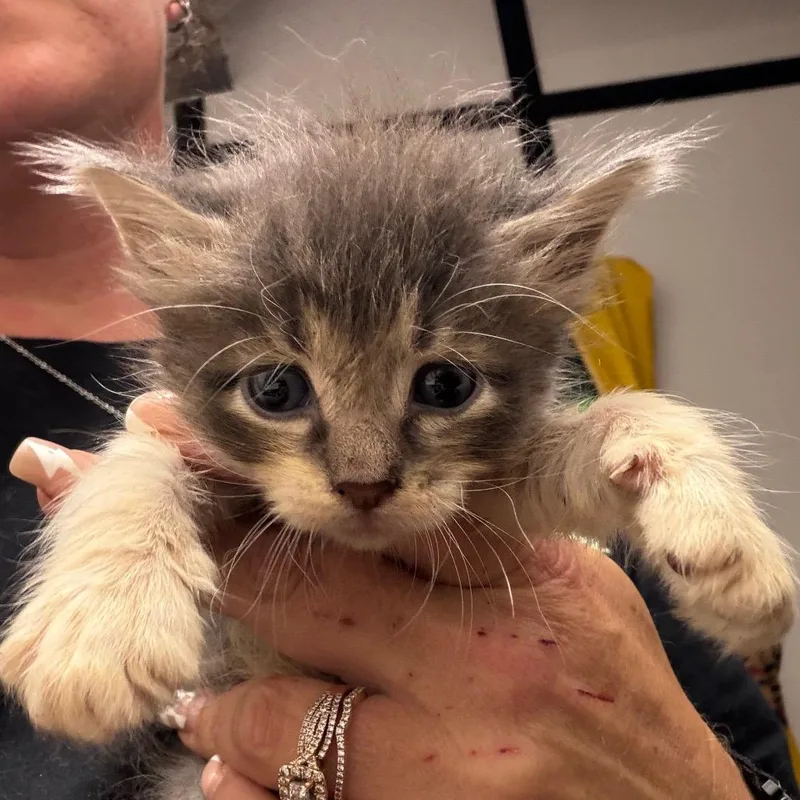 A baby small-sized male Gray / Blue / Silver Domestic Short Hair cat named Colby for adoption in Lake Jackson, TX