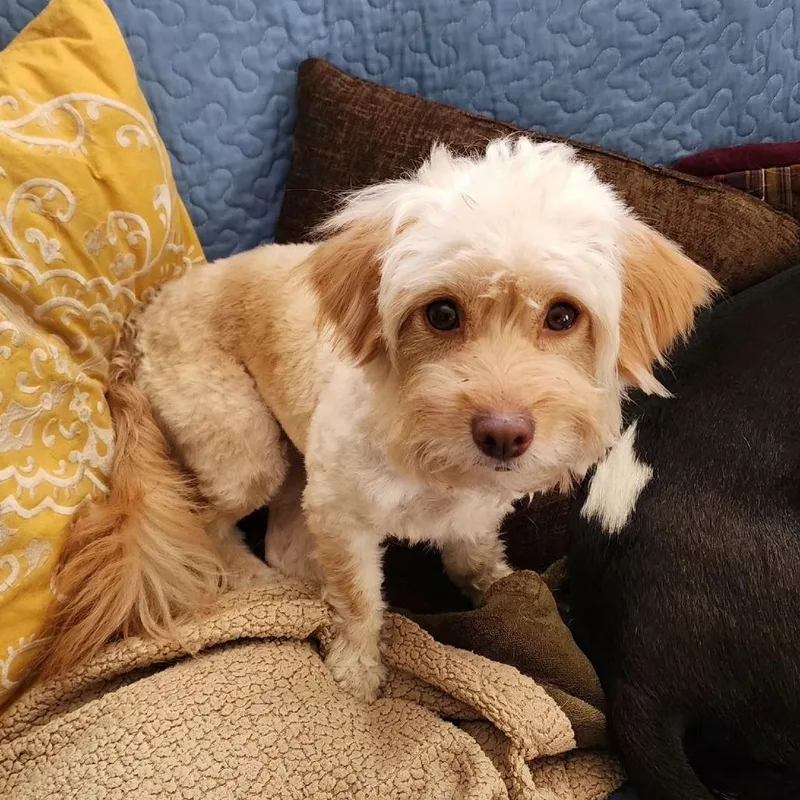 A young small-sized female Apricot / Beige Terrier dog named Wanda for adoption in Ocala, FL