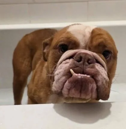 An adult medium-sized male Red / Chestnut / Orange English Bulldog dog named Wilbur Gearhart for adoption in Bonney Lake, WA