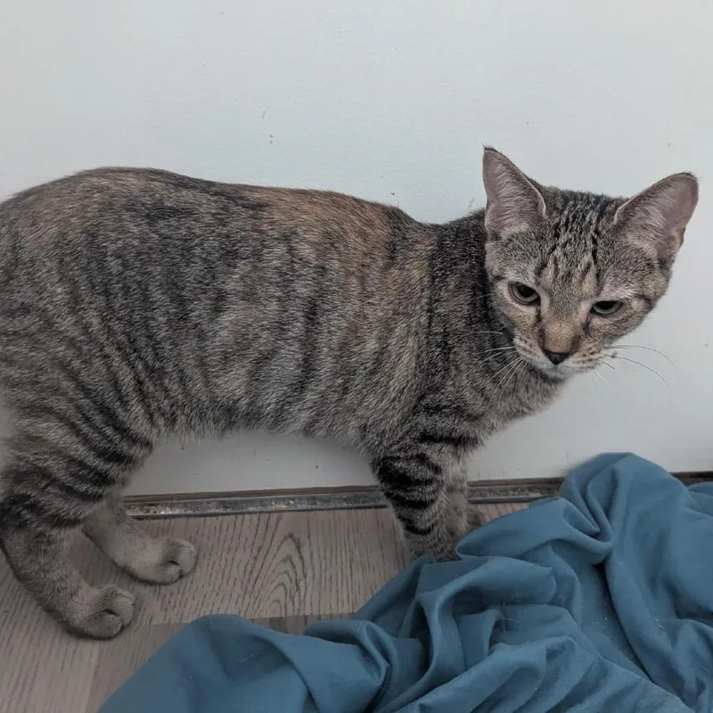A baby small-sized female Brown / Chocolate Domestic Short Hair cat named Grayson for adoption in Ashland, VA