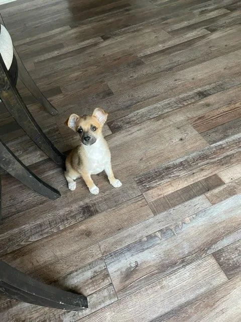 A baby small-sized female Chihuahua dog named Bree for adoption in Plano, TX