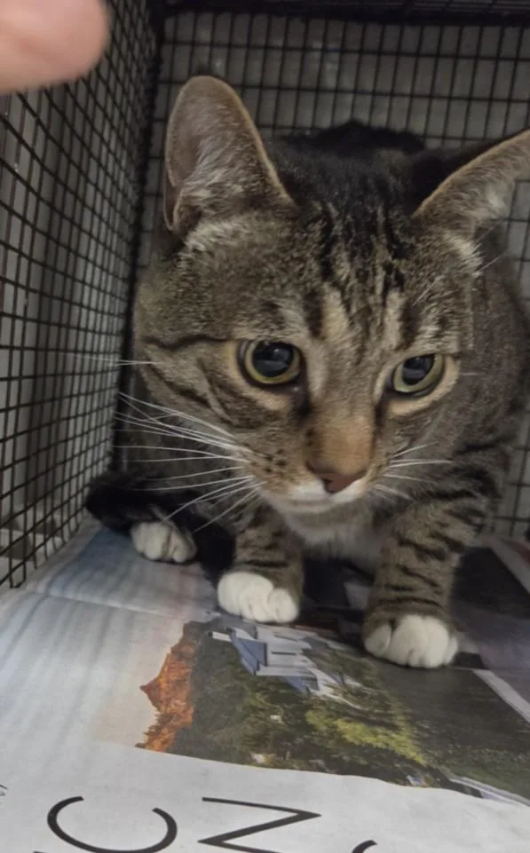 An adult extra large-sized male Domestic Medium Hair cat named Astro for adoption in Van Nuys, CA