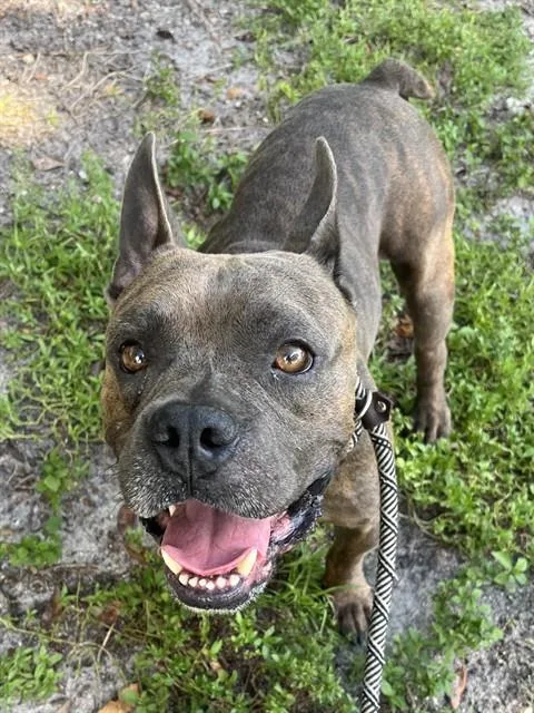 An adult medium-sized male American Staffordshire Terrier dog named Kane Butler for adoption in Fort Lauderdale, FL