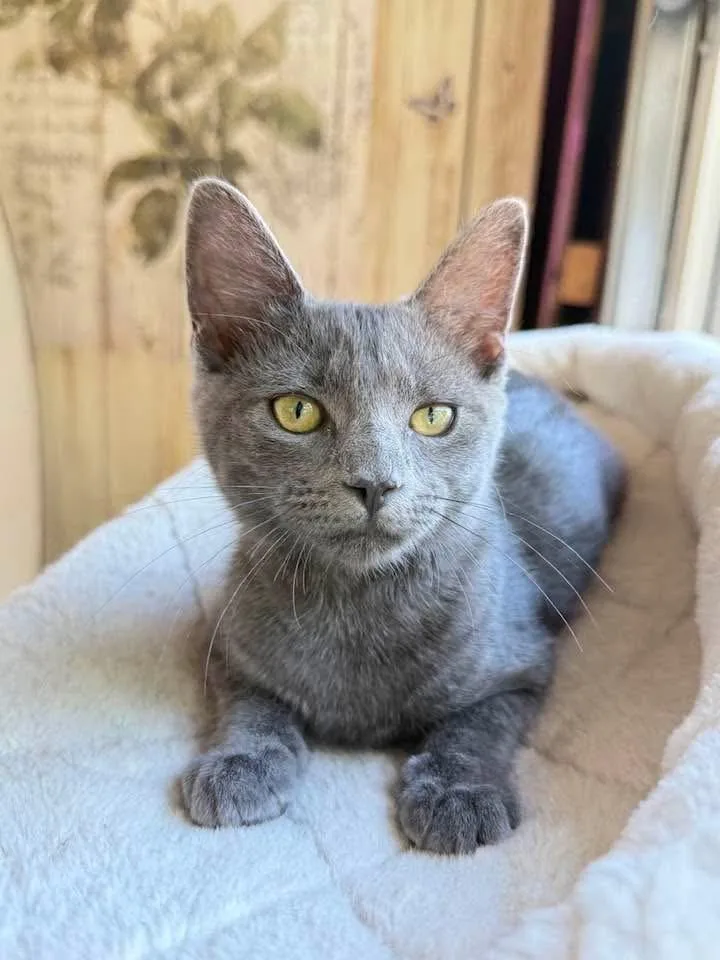 A baby medium-sized female Gray / Blue / Silver Domestic Short Hair cat named Essie for adoption in Keller, TX