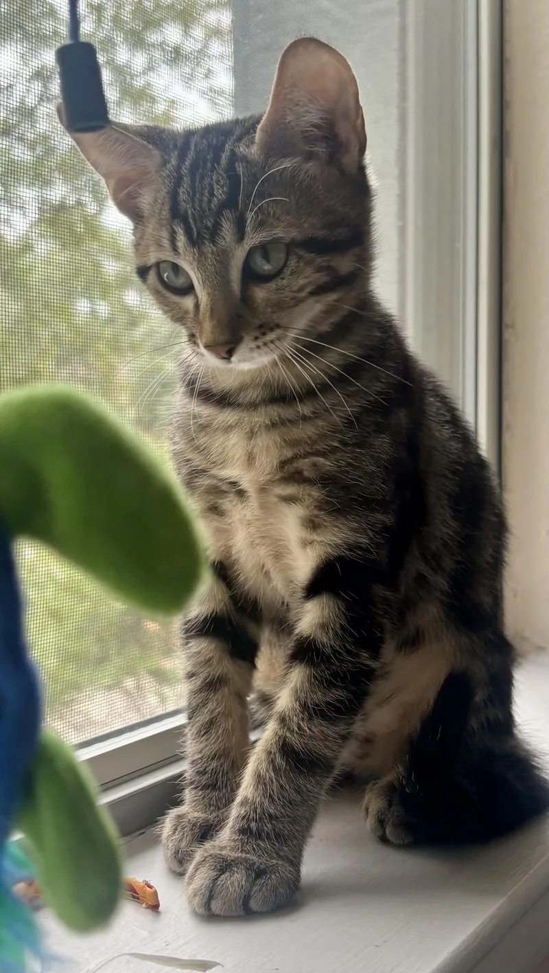 A baby medium-sized male Tabby cat named Tigre for adoption in Krum, TX