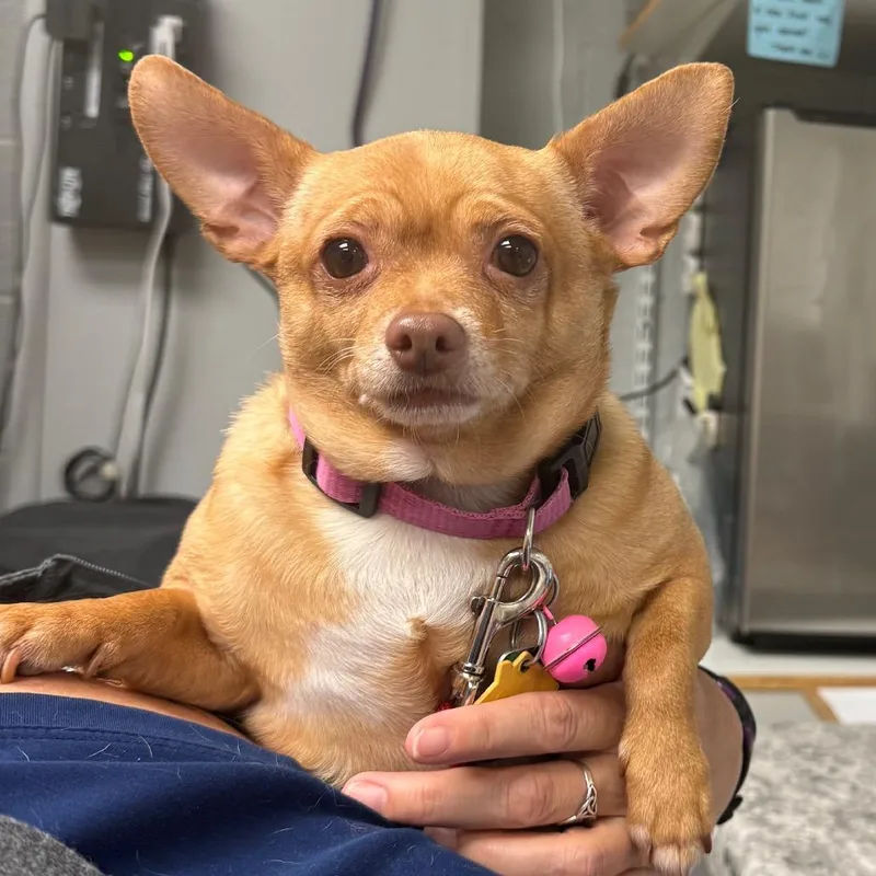 An adult small-sized female Yellow / Tan / Blond / Fawn Chihuahua dog named Cornbread for adoption in Birdsboro, PA