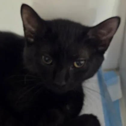 A baby small-sized male Domestic Short Hair cat named Bones for adoption in Voorhees, NJ