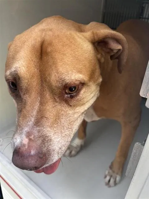 An adult large-sized male Labrador Retriever dog named Giddeon for adoption in Houston, TX