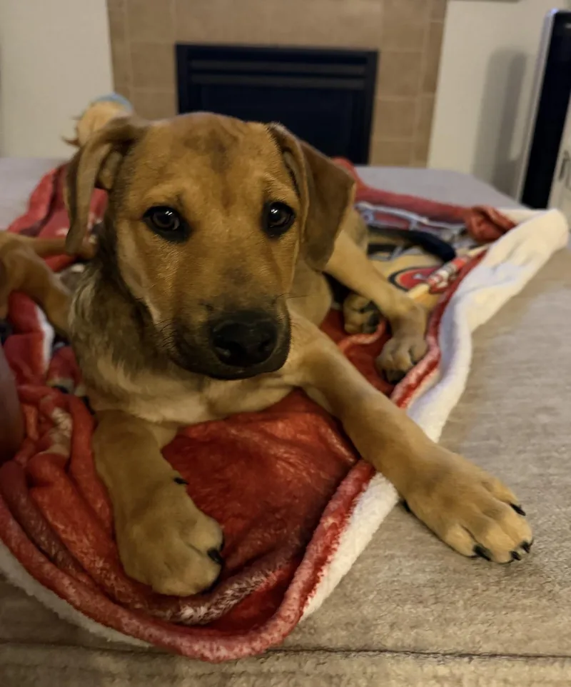A baby medium-sized female Apricot / Beige Shepherd dog named Cher for adoption in Thornton, CO