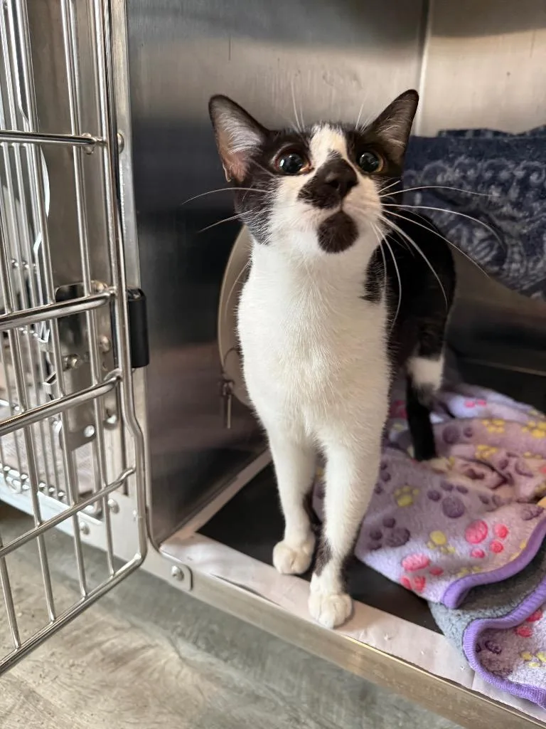 A young medium-sized female Domestic Short Hair cat named Beauty for adoption in Detroit, MI