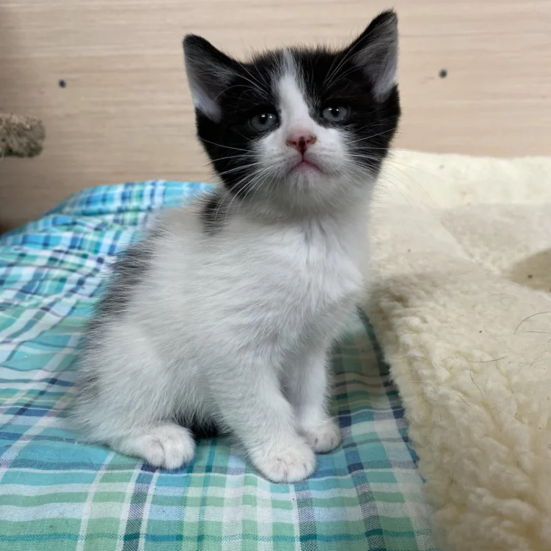 A baby medium-sized male Black Domestic Short Hair cat named Theta for adoption in Dansville, NY