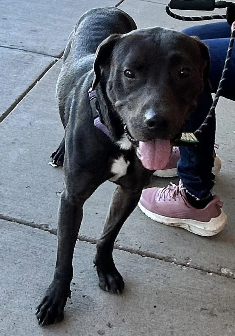 An adult large-sized male Labrador Retriever dog named Lucky for adoption in O'Fallon, MO