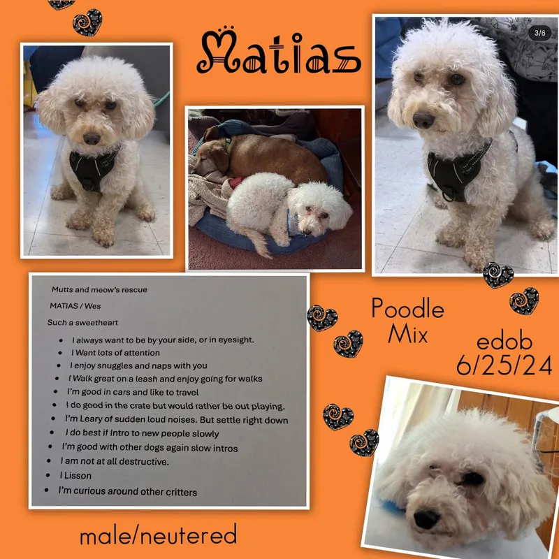 Matias MVT thumbnail 3