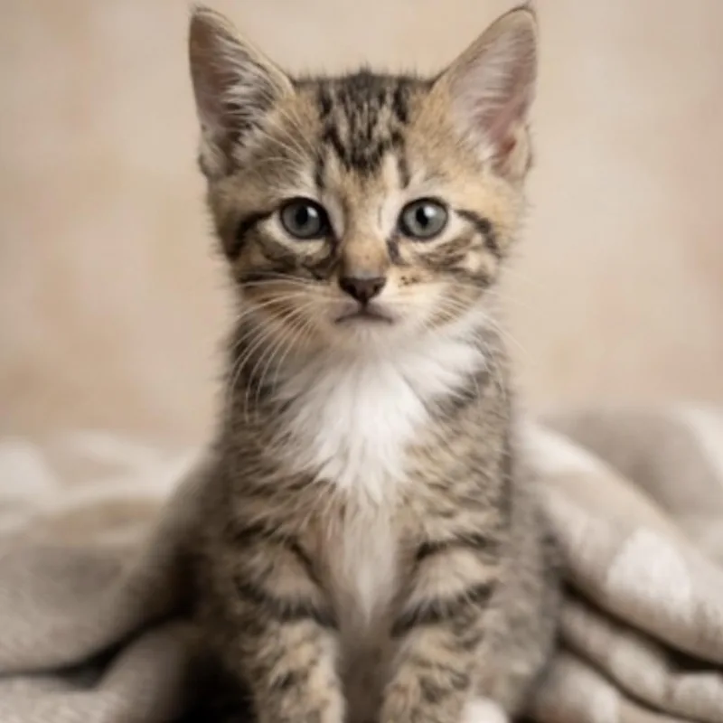 A baby small-sized male Brown / Chocolate Domestic Short Hair cat named Camaro for adoption in La Grange, KY