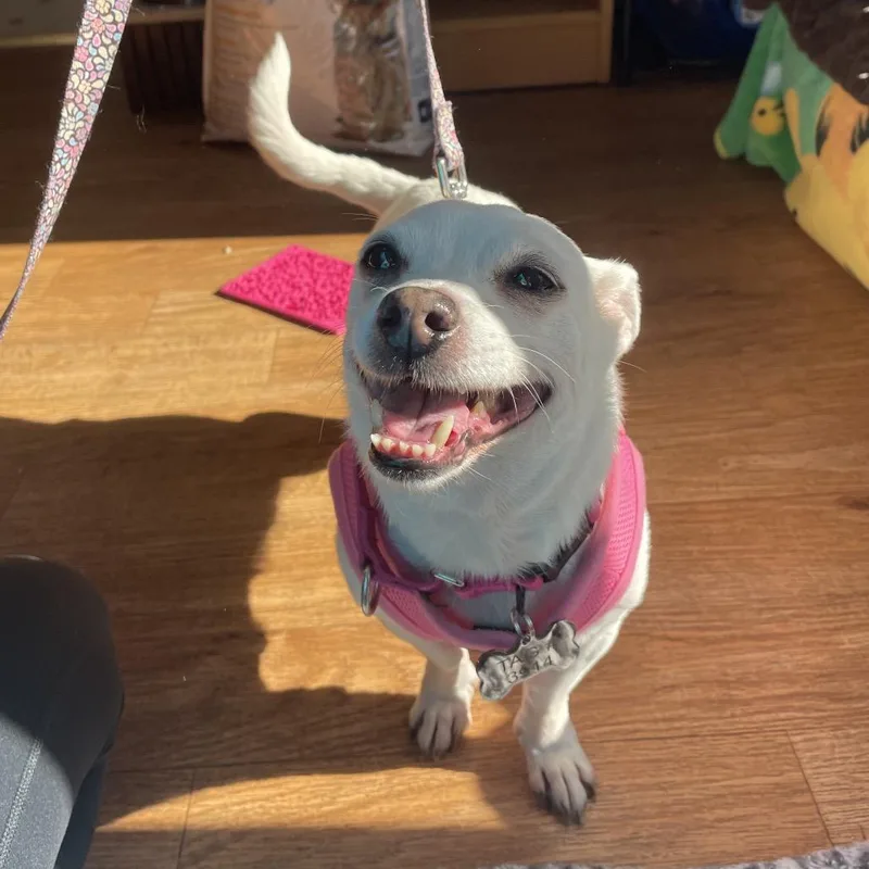 Miss Marley thumbnail 4