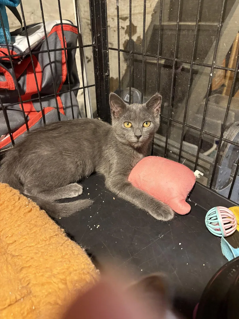 A young medium-sized female Gray / Blue / Silver Domestic Short Hair cat named Cherry Bomb for adoption in Philadelphia, PA