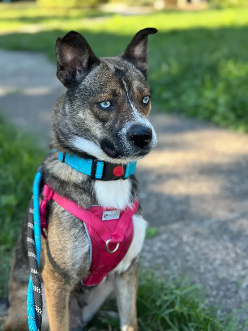 An adult medium-sized female Bicolor Husky dog named Honey for adoption in Montclair, NJ
