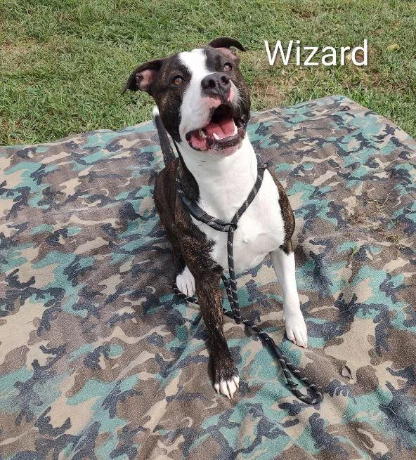 An adult large-sized male Brindle Terrier dog named Wizard for adoption in Cape May Court House, NJ