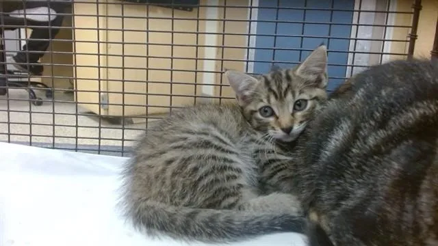 A baby small-sized female Domestic Short Hair cat named Shayla for adoption in Miami, FL
