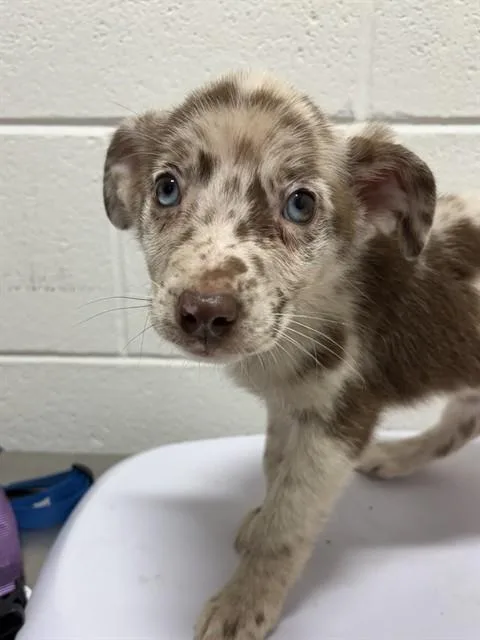 A baby small-sized male Australian Shepherd dog named Butterscotch for adoption in Upper Marlboro, MD