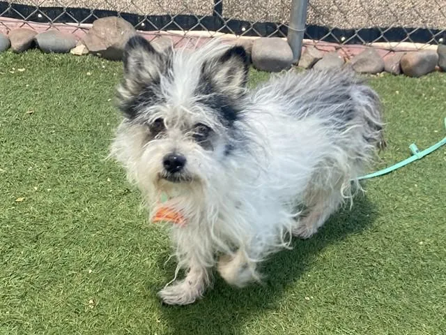 An adult small-sized male Cairn Terrier dog named Chulo for adoption in Phoenix, AZ