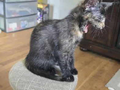 A baby small-sized female Tortoiseshell Domestic Short Hair cat named Kite for adoption in Liverpool, TX