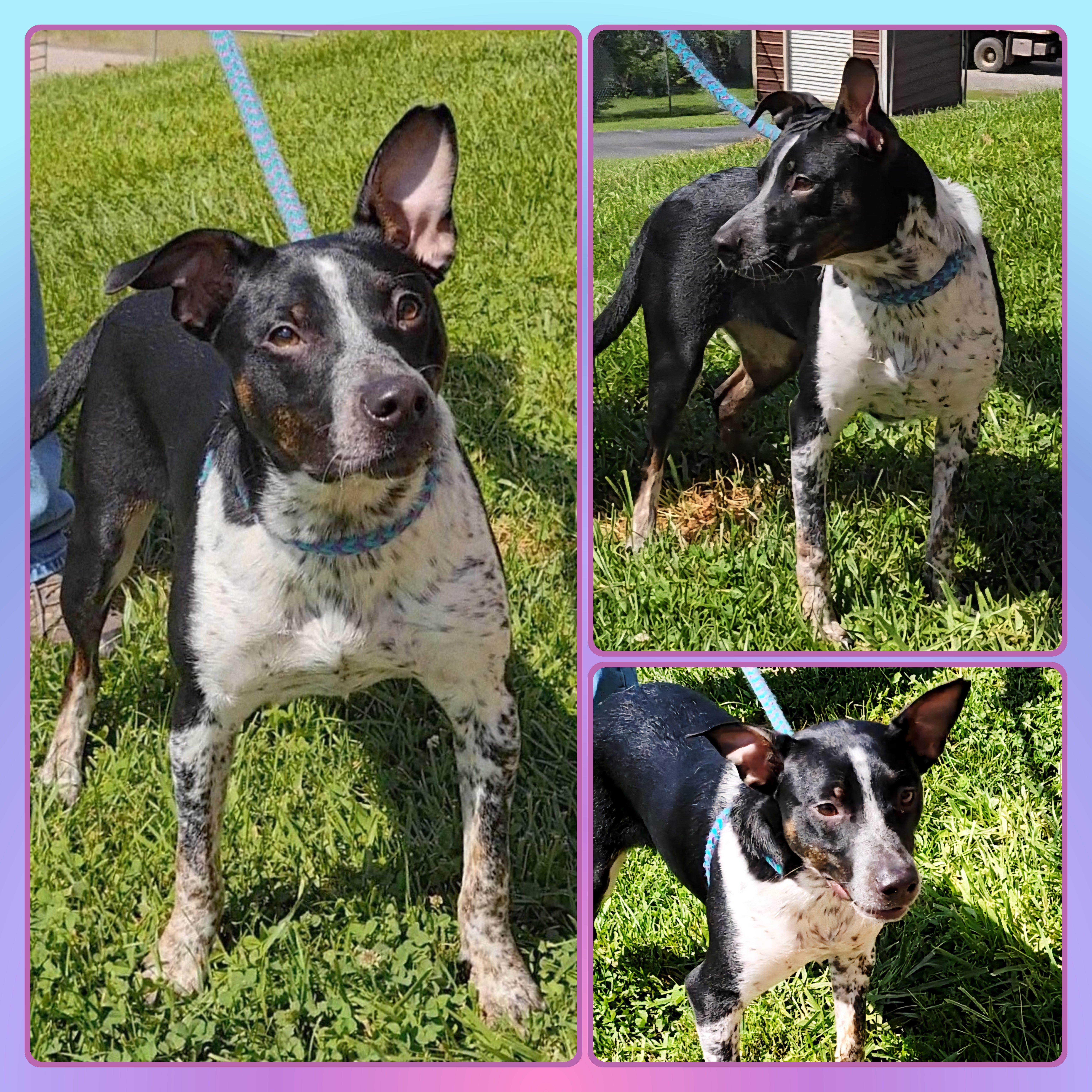 A baby medium-sized female Tricolor (Brown, Black, & White) Australian Cattle Dog / Blue Heeler dog named Pepper for adoption in Buckhannon, WV