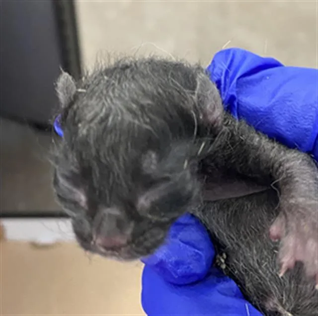 A baby medium-sized female Domestic Short Hair cat named Onyx for adoption in Dallas, TX