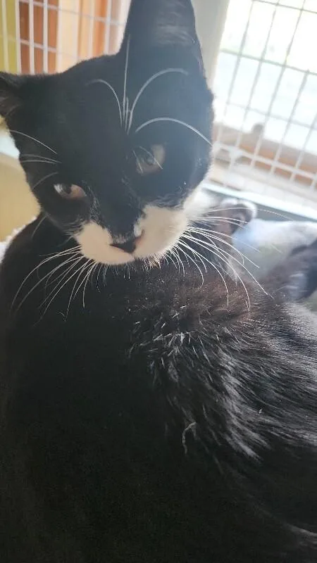 A young medium-sized male Domestic Short Hair cat named Bruce for adoption in Cortland, NY