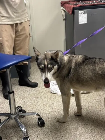 An adult medium-sized female Husky dog named Elsa for adoption in Conway, AR