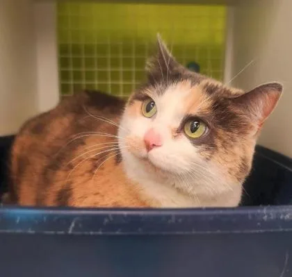 An adult medium-sized female White Domestic Short Hair cat named Miss Patty for adoption in Kansas City, MO