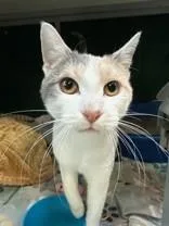 A young medium-sized female Dilute Calico Domestic Short Hair cat named Star for adoption in Manitowoc, WI